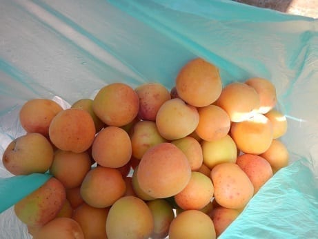 Fresh Greek Apricots