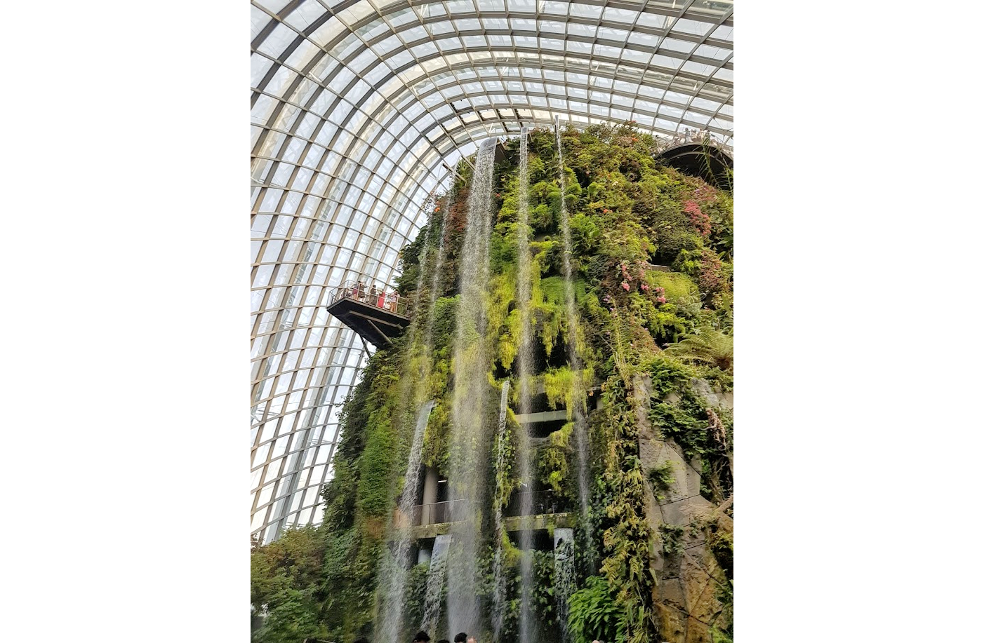 Cloud Forest Singapore