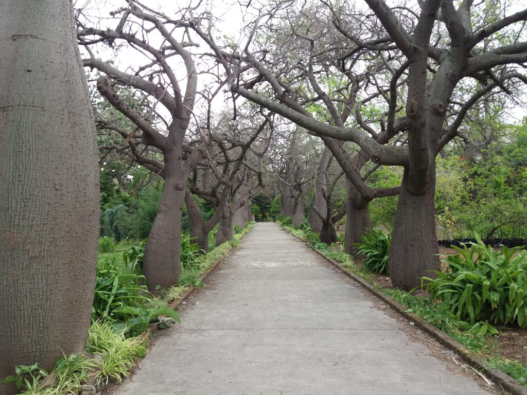 Orto botanico di Palermo