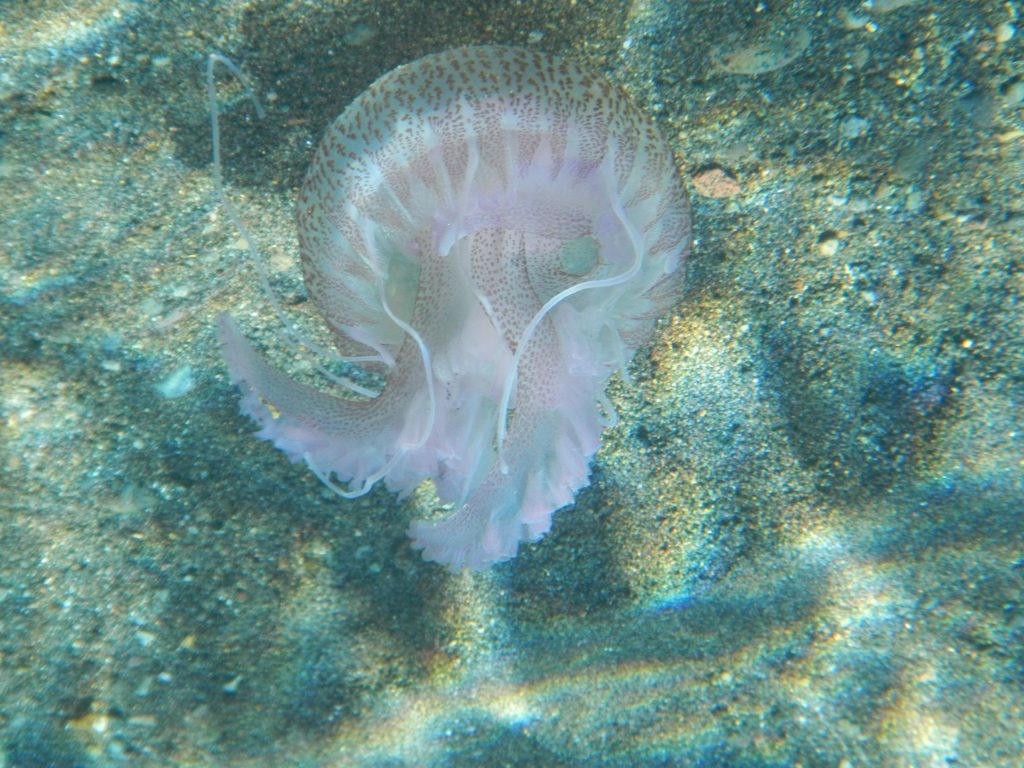 Pelagia noctiluca