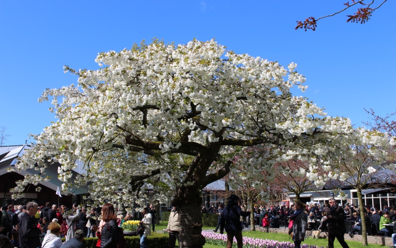 Keukenhof Tour 2016