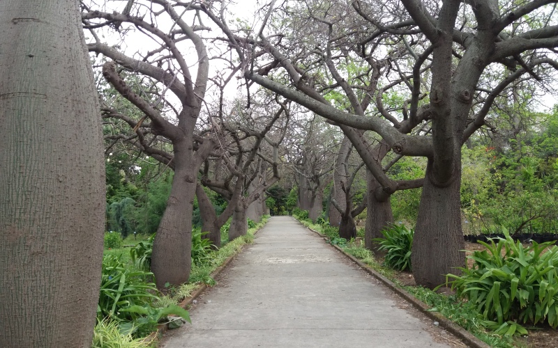 Orto Bontancio De Palermo (Botanical Gardens)